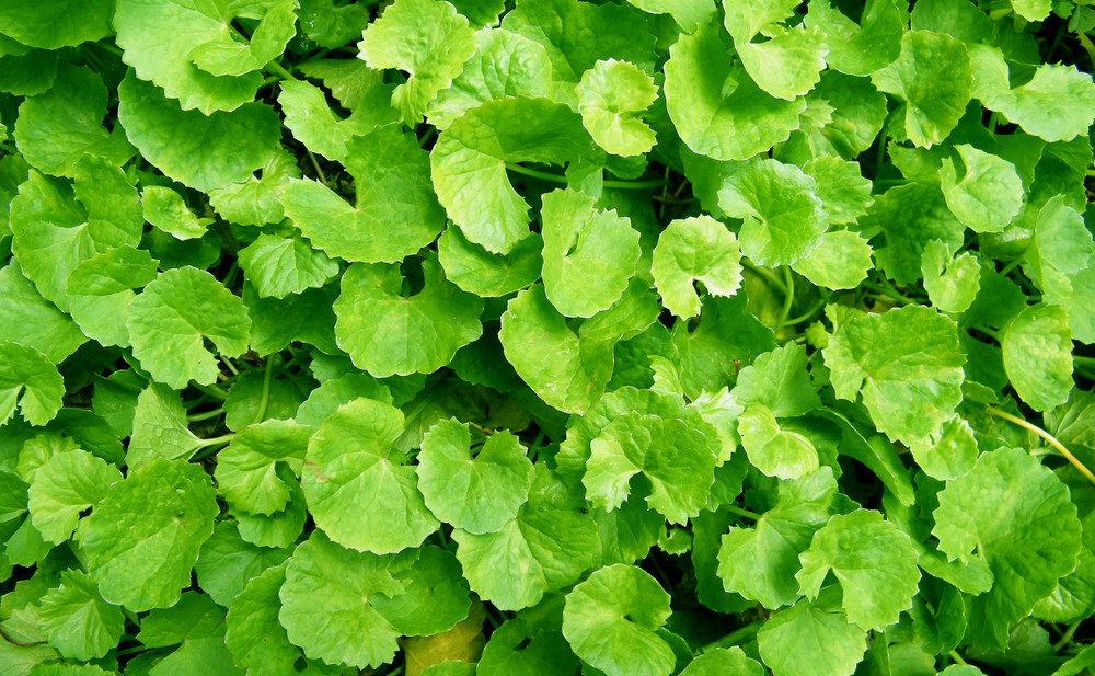 Gotu Kola