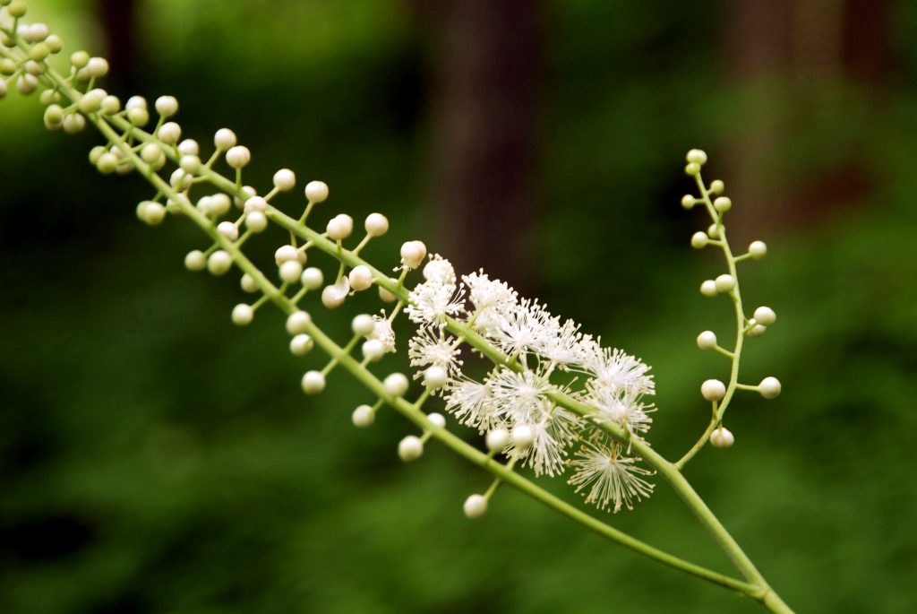 Black Cohosh