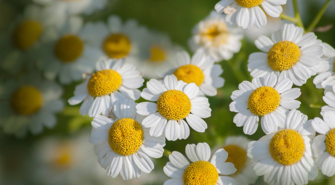 Feverfew