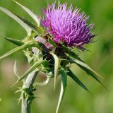 γαιδουράνγκαθο