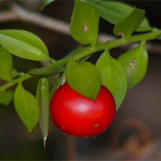 Butchers Broom