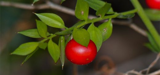 Butchers Broom