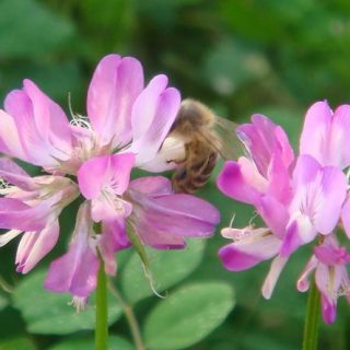 Astragalus
