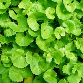 Gotu Kola