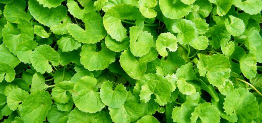 Gotu Kola