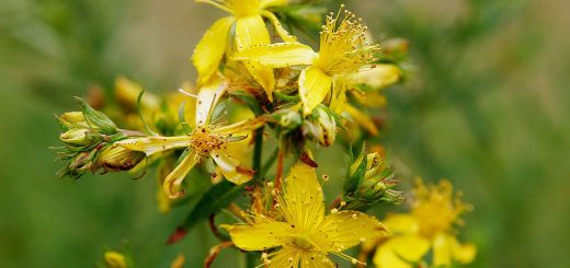 Σπαθόχορτο