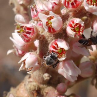 Ινδικό λιβάνι
