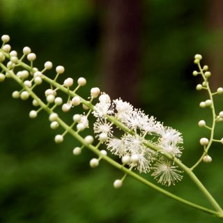 Black Cohosh