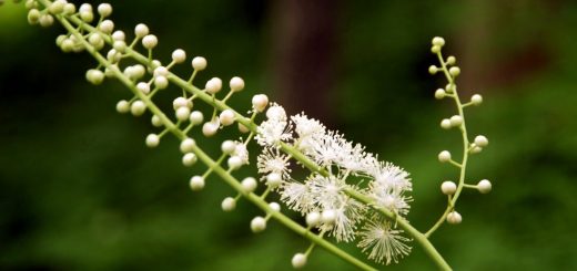Black Cohosh
