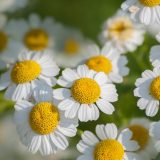 Feverfew