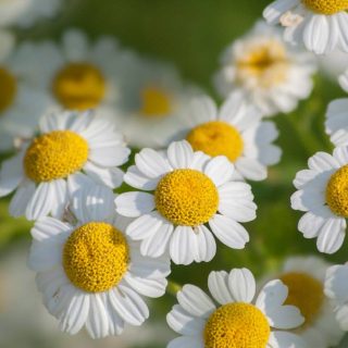 Feverfew