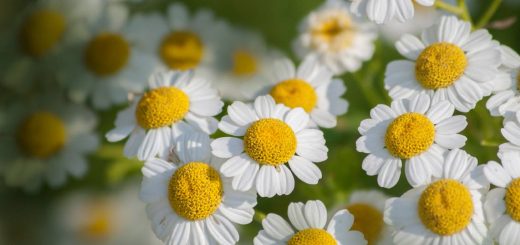 Feverfew