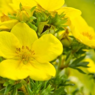 έλαιο νυχτολούλουδου